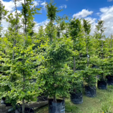 Rows of young, vibrant green trees in black nursery pots bask under a bright blue sky with fluffy white clouds. These trees, possibly for February planting, showcase healthy foliage.
