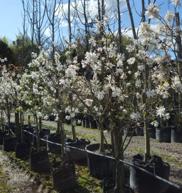 <i>Magnolia stellata</i> 'Waterlily'