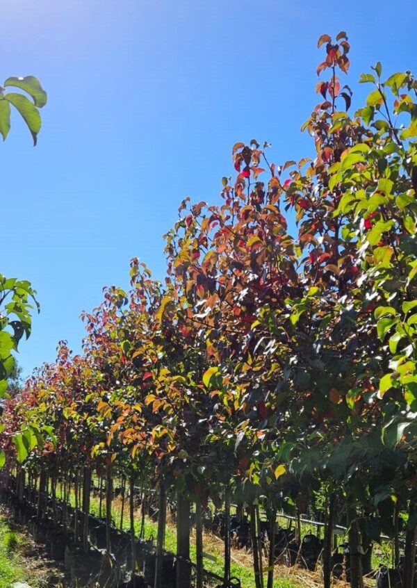 <i>Pyrus calleryana</i> 'Kea'