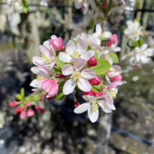 Close-up of crabapple blossoms, a mix of bright pink buds and delicate white flowers with yellow centers, signaling spring. Lush green leaves peek through the blooms, set against a blurred garden background.