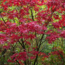 Brilliant red Japanese maple tree with delicate leaves, set against a backdrop of lush green bamboo. A vibrant burst of autumn color in a serene garden setting.