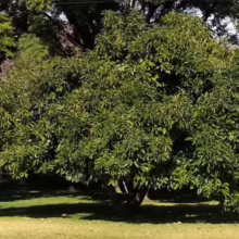 Lush, mature avocado tree with dense green foliage, casting a deep shadow on a sunlit lawn. The tree's robust branches create a full, rounded canopy in a vibrant outdoor setting.