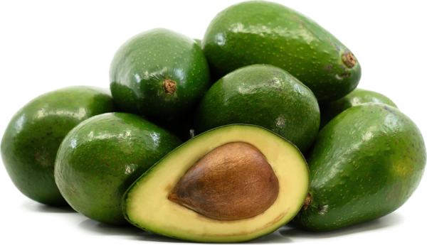<i>Persea americana</i> 'Zutano'