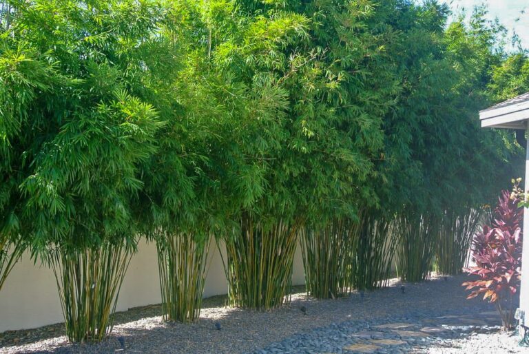 Bambusa multiplexa Wang Tsai Form - Leafland