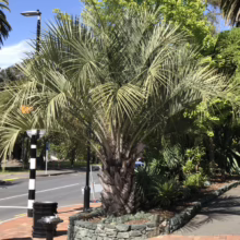 Lush pindo palm tree with feathery, silver-green fronds in a stone-edged planter on a sunny street. A black lamppost and brick sidewalk add to the urban oasis.