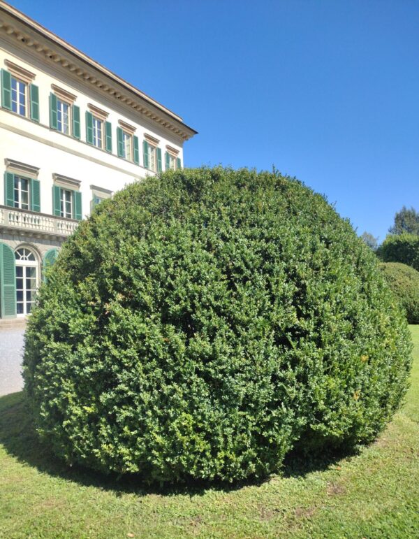 <i> Buxus sempervirens</i>