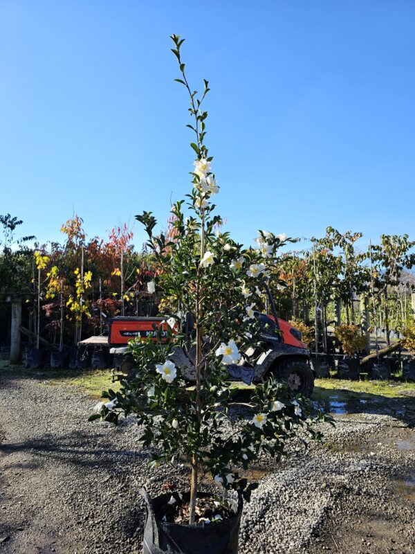 <i>Camellia sasanqua</i> 'Setsugekka' - Image 8