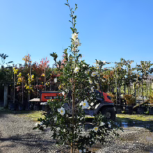 Camellia tree with white flowers in a black pot, standing in a nursery. Various trees and a red utility vehicle are visible in the background under a clear blue sky.