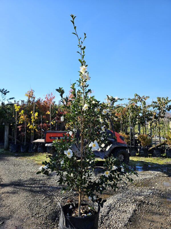 45L Camellia sasanqua 'Setsugekka' (Camellia) April 25