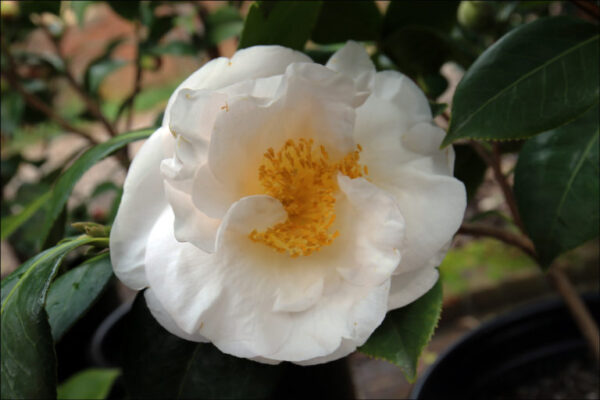 <i>Camellia japonica</i> 'Ecclefield'