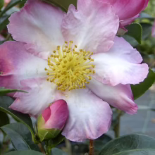 Close-up of a semi-double 'October Magic Inspiration' Camellia flower with white and pink petals surrounding a cluster of bright yellow stamens. A pink bud and glossy green leaves add depth to the image.