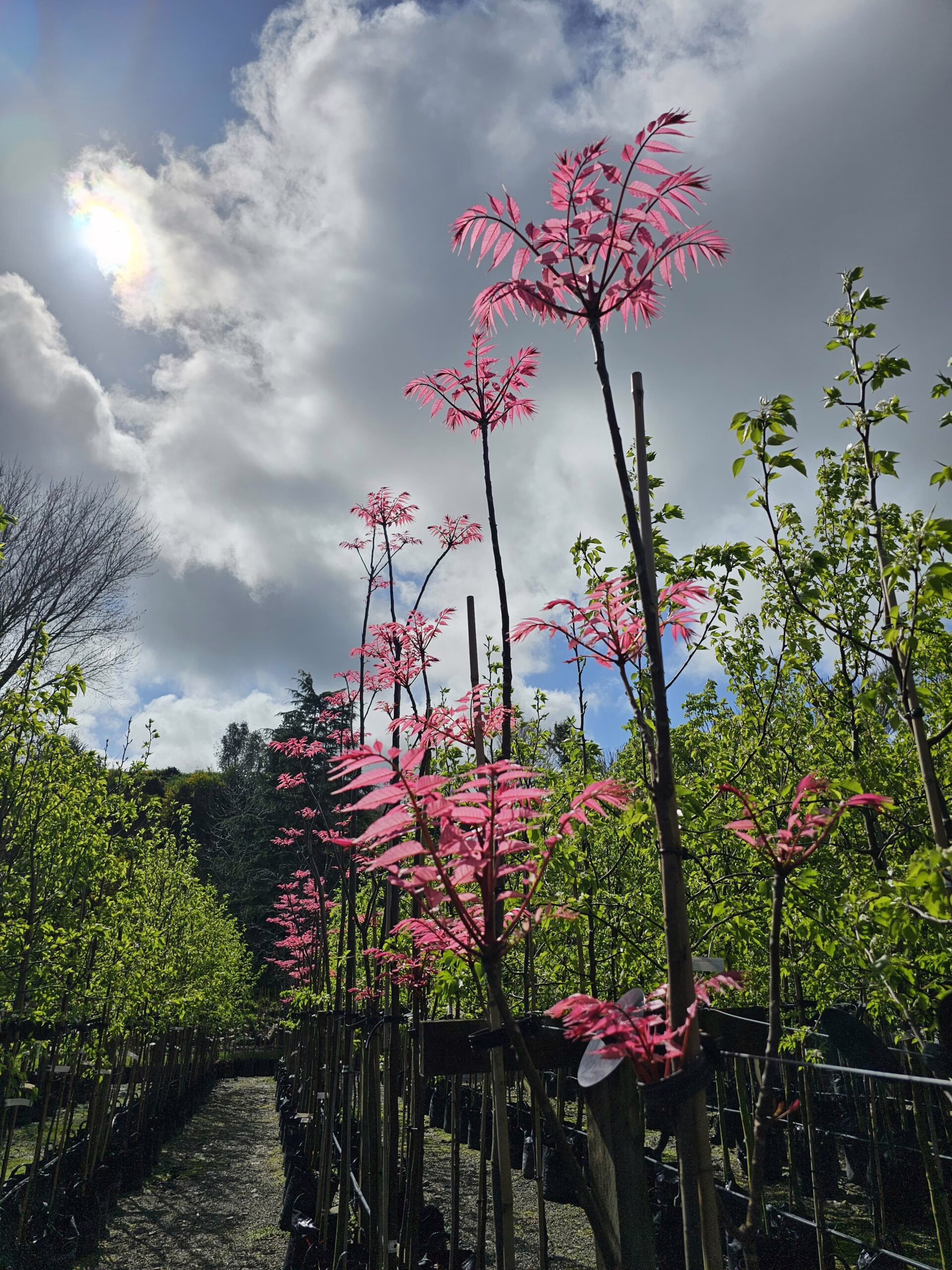 Cedrela sinensis ‘Flamingo’ saplings with vibrant pink new growth, lined up in a nursery against a cloudy sky