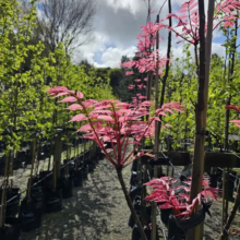 Rows of young trees at a tree nursery, some with vibrant pink leaves, stand in black pots under a partly cloudy sky. The pink foliage contrasts with the green trees, creating a colorful, natural scene.