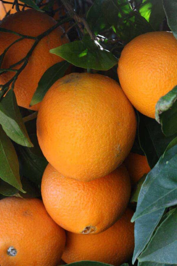 <i>Citrus</i> x <i>sinensis</i> 'Newhall'