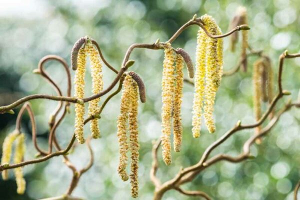 <i>Corylus avellana</i> 'Contorta'