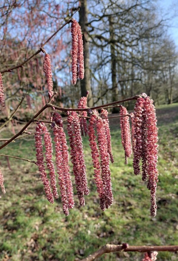 <i>Corylus maxima</i> 'Purpurea'