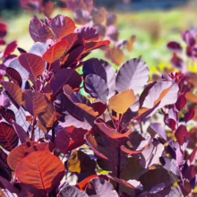Close-up of a vibrant 'Royal Purple' Smoke Bush with deep burgundy and purple leaves, showcasing its rich color and texture. A popular ornamental shrub for adding dramatic foliage to gardens.