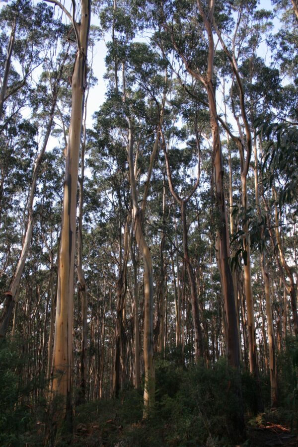 <i>Eucalyptus globulus subsp. globulus</i>