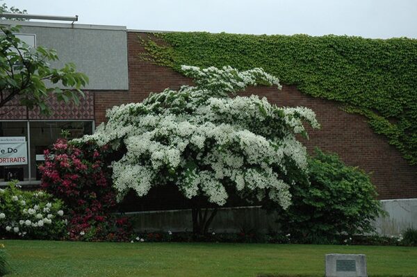 <i>Cornus kousa</i> 'Elizabeth Lustgarten'