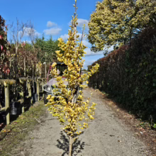 Young golden ash tree in a black nursery pot, standing on a gravel path. Rows of trees line the left, while a hedge and larger tree with yellow leaves are on the right, under a blue sky.
