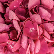 Close-up of a vibrant pink hydrangea bloom, showcasing its delicate petal texture and rich color. A beautiful floral detail.