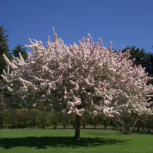 Crabapple tree in full bloom, its branches covered in delicate pink and white blossoms against a vibrant blue sky. A lush green lawn surrounds the tree, with a manicured hedge and mature trees in the background.
