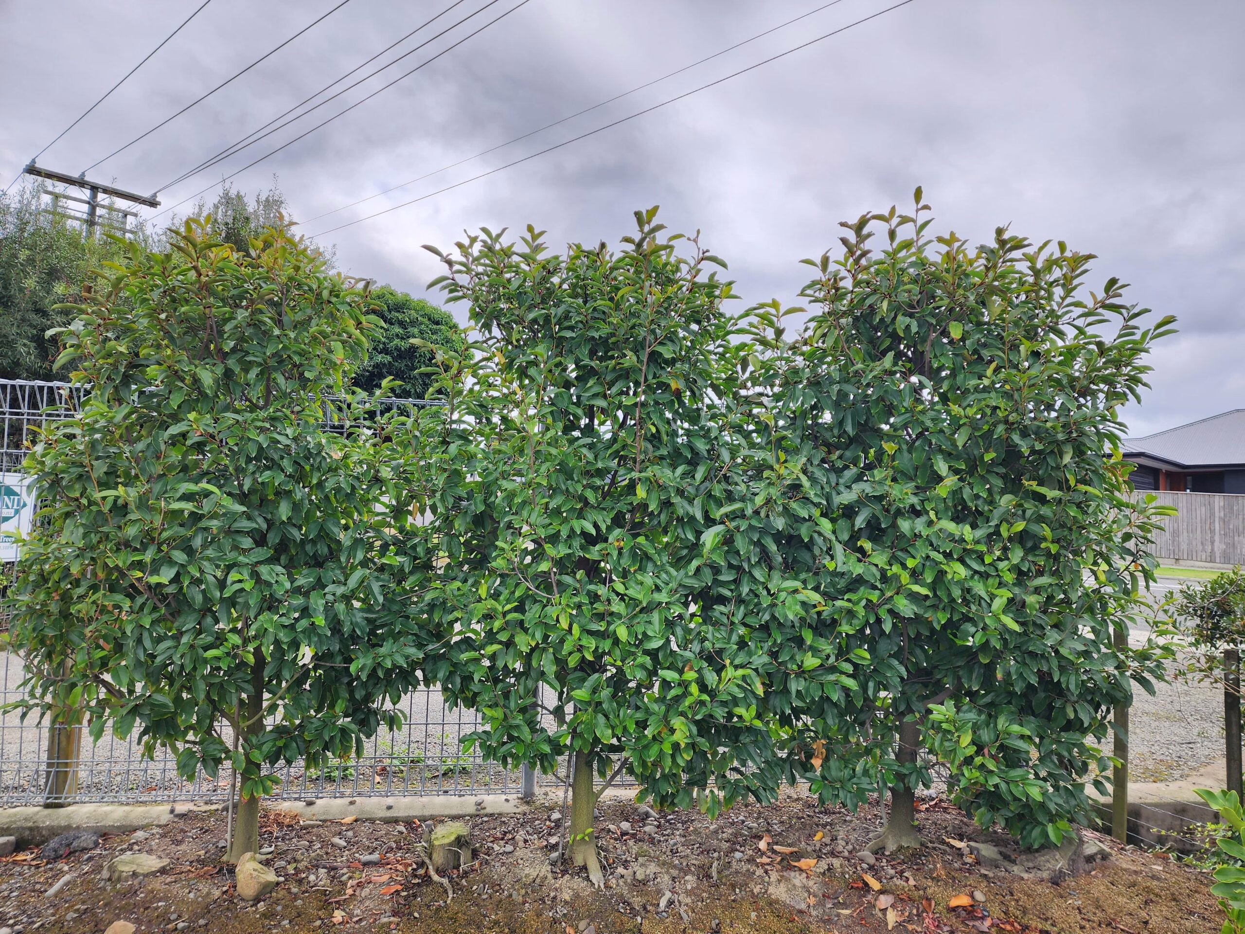 Three Michelia 'Inspiration' trees create a lush green hedge with dense foliage, perfect for privacy and adding beauty to any garden.