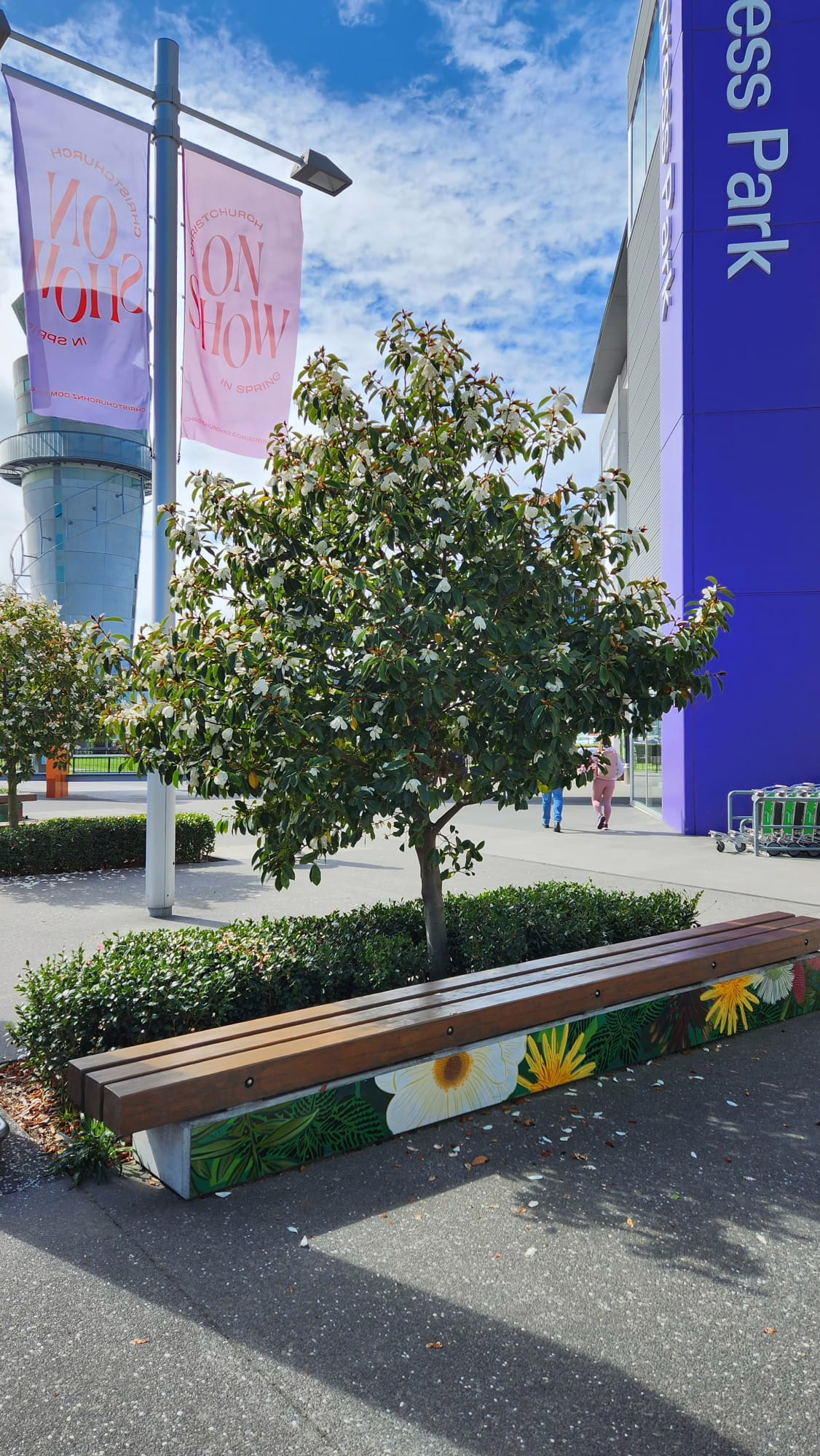 Michelia 'Lemon Fragrant' tree in bloom, planted in a garden bed with a flower-painted bench in front of a blue building.