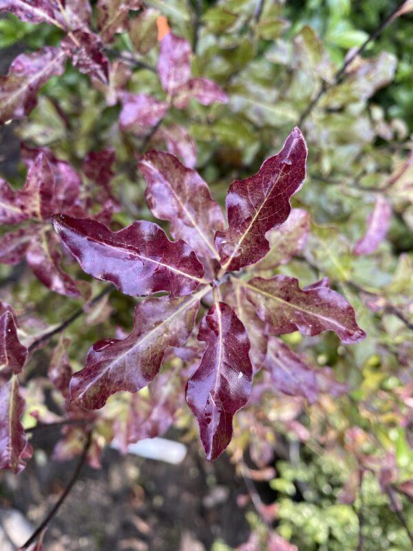 <i>Pittosporum tenuifolium</i> 'Zen'