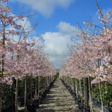 Rows of potted Kwanzan cherry trees in full pink bloom line a gravel path under a bright blue sky with fluffy clouds. A nursery setting with a sense of springtime abundance.