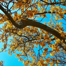 Golden leaves against a bright blue sky fill the frame, showcasing a tree's intricate branches. The vibrant colors evoke a sense of autumn beauty and natural serenity.