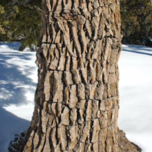Close-up of a thick tree trunk with deeply furrowed, blocky bark, standing in a snowy landscape. The bark's texture is rough and layered, adding visual interest to the winter scene.