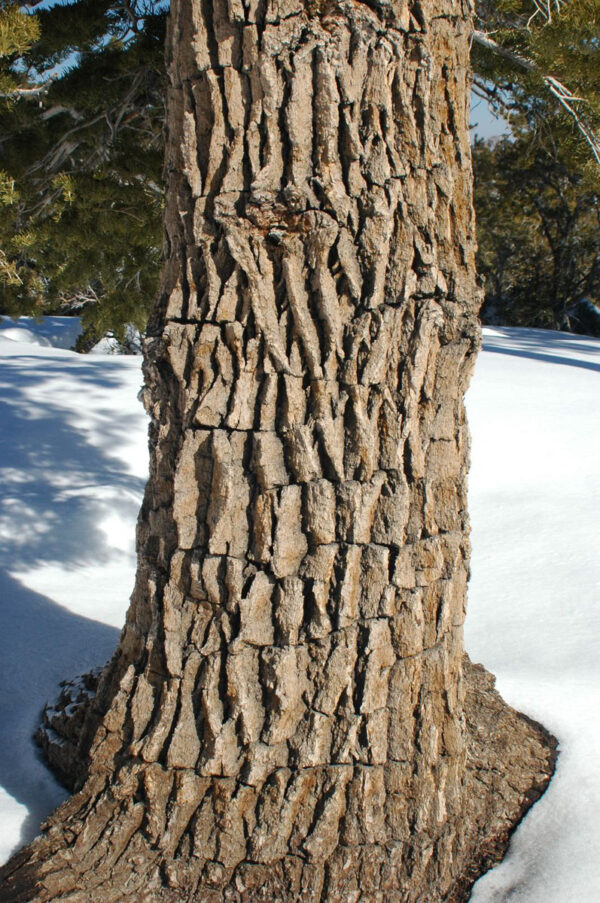 <i>Abies concolor</i> - Image 10