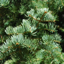 Close-up of a vibrant green fir tree branch, showcasing its needles and texture. The image highlights the lush beauty of evergreen foliage.