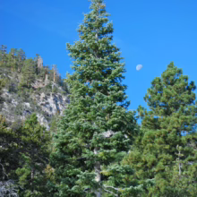 Tall green conifer tree stands against a bright blue sky with a sliver of moon visible. The mountain backdrop is partially visible with other trees, creating a serene natural scene.