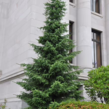 A lush, green spruce tree stands tall against the backdrop of a grand stone building with stately columns. The tree is surrounded by verdant bushes and ground cover, adding to the scene's natural beauty.