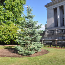 A young blue spruce tree in a circular mulch bed sits on a green lawn, with a large green tree to the left and a stately government building with columns in the background.