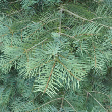 Close-up of lush blue spruce branches with dense, silvery-blue needles creating a textured, evergreen background.