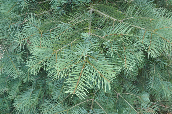 <i>Abies concolor</i> - Image 8