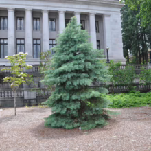 A blue spruce tree stands prominently in front of a grand, columned building, possibly a state capitol. Gravel covers the ground around the tree, with greenery and additional trees visible in the background.