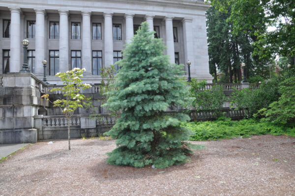 <i>Abies concolor</i> - Image 9