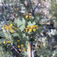 Close-up of a Silver Wattle shrub, showcasing its delicate, fern-like, grey-green foliage and clusters of vibrant, golden-yellow, ball-shaped flowers against a blurred natural backdrop.