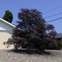 A large, vibrant purple smoke tree stands prominently in a residential front yard covered in gravel. A white house with a gable roof is partially visible behind the tree under a clear blue sky.