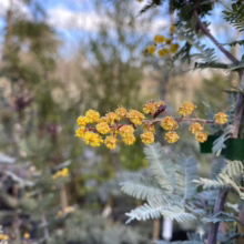 Close-up of a vibrant mimosa tree branch bursting with bright yellow, ball-shaped flowers against a soft, blurred background of more mimosa trees. Silvery-blue foliage adds a cool contrast.