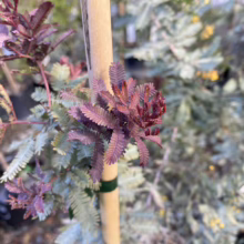 Close-up of a mimosa tree sapling with vibrant red new growth against a backdrop of silvery-green mature foliage. A bamboo stake supports the young tree.