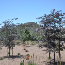 Trees with silvery leaves stand in a landscape of mulch and desert plants against a backdrop of rolling hills under a bright blue sky.