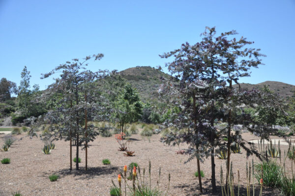 <i>Acacia baileyana</i> 'Purpurea' - Image 6