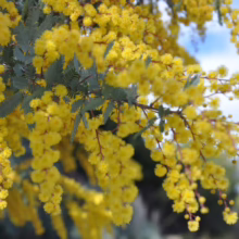 Golden wattle flowers in full bloom, cascading from branches against a soft blue sky. The Australian native plant's vibrant yellow blossoms and feathery green leaves create a stunning display.