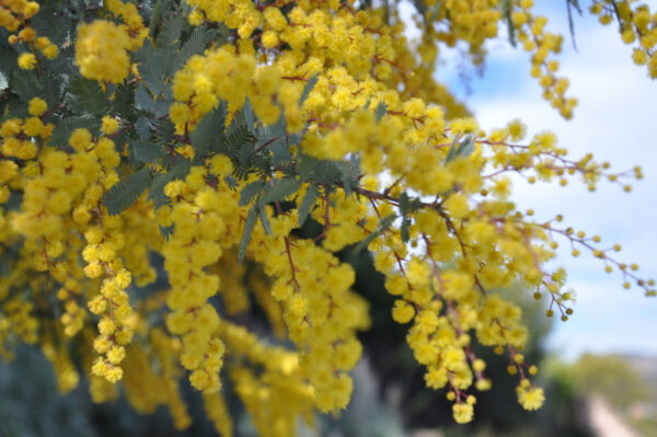 <i>Acacia baileyana</i> 'Purpurea' - Image 7