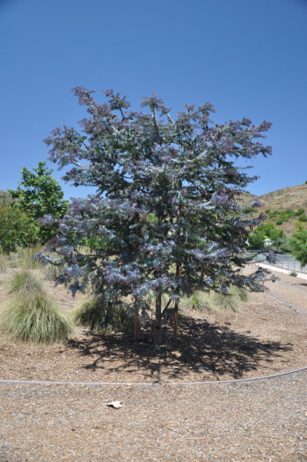 <i>Acacia baileyana</i> 'Purpurea' - Image 8